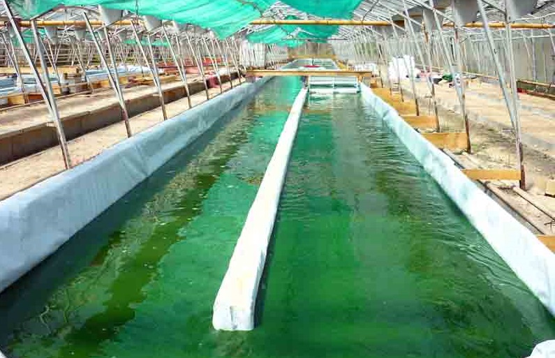 spirulina ' acqua usata nei bacini di coltura